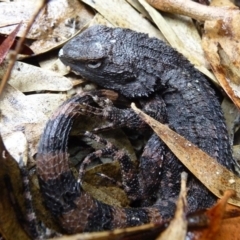 Amphibolurus muricatus (Jacky Lizard) at QPRC LGA - 11 Mar 2016 by arjay