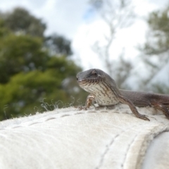 Saproscincus mustelinus (Weasel Skink) at Charleys Forest, NSW - 21 Jun 2022 by arjay