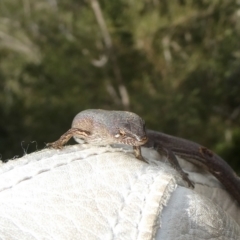 Saproscincus mustelinus at QPRC LGA - suppressed