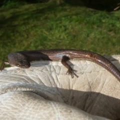 Saproscincus mustelinus at QPRC LGA - suppressed