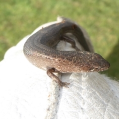 Saproscincus mustelinus at QPRC LGA - suppressed