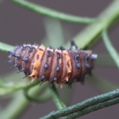 Coccinella transversalis at Hughes, ACT - 10 Feb 2024 by LisaH