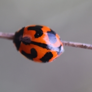 Coccinella transversalis at Red Hill to Yarralumla Creek - 10 Feb 2024