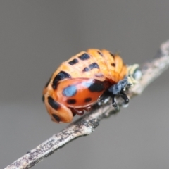 Coccinella transversalis at Red Hill to Yarralumla Creek - 10 Feb 2024