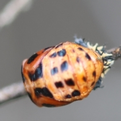 Coccinella transversalis at Red Hill to Yarralumla Creek - 10 Feb 2024