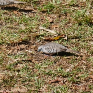 Geopelia placida at Port Douglas, QLD - 24 Jul 2023