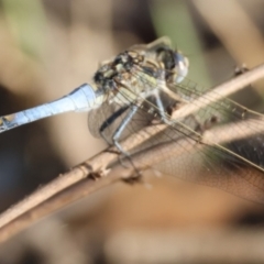 Orthetrum caledonicum (Blue Skimmer) at Hughes, ACT - 8 Feb 2024 by LisaH