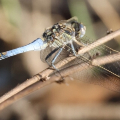 Orthetrum caledonicum (Blue Skimmer) at Hughes, ACT - 8 Feb 2024 by LisaH