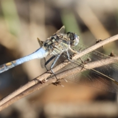 Orthetrum caledonicum at Red Hill to Yarralumla Creek - 8 Feb 2024 06:39 PM