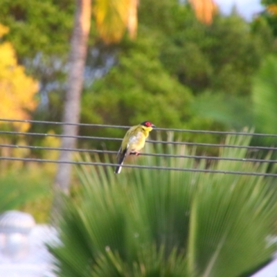 Sphecotheres vieilloti (Australasian Figbird) at Cairns North, QLD - 23 Jul 2023 by MB
