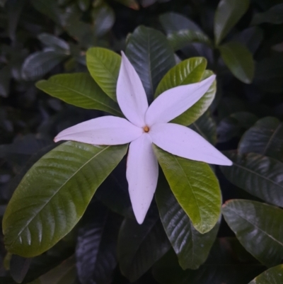 Unidentified Plant at Port Douglas, QLD - 24 Jul 2023 by MB