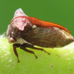 Acanthuchus trispinifer (Three-horned treehopper) at Hughes, ACT - 7 Feb 2024 by LisaH