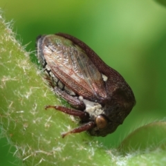 Acanthuchus trispinifer at Hughes, ACT - 7 Feb 2024