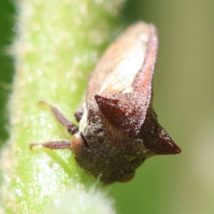 Acanthuchus trispinifer at Hughes, ACT - suppressed