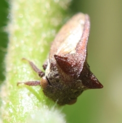 Acanthuchus trispinifer at Hughes, ACT - 7 Feb 2024