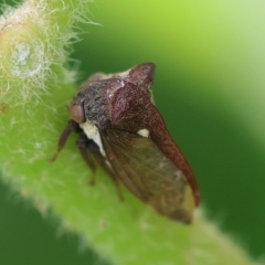 Acanthuchus trispinifer at Hughes, ACT - 7 Feb 2024