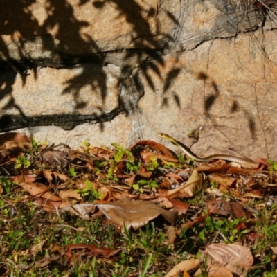 Dendrelaphis punctulatus (Green Tree Snake) at Cooktown, QLD - 29 Jul 2023 by MB