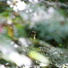 Meliphaga notata at Cooktown, QLD - 28 Jul 2023 02:30 PM