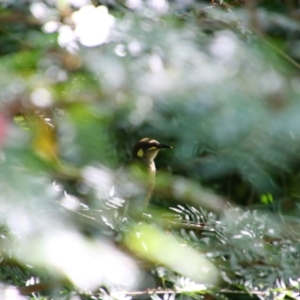 Meliphaga notata at Cooktown, QLD - 28 Jul 2023