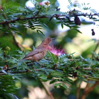 Myzomela obscura (Dusky Honeyeater) at Cooktown, QLD - 28 Jul 2023 by MB