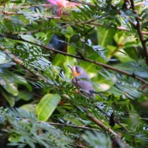 Symposiachrus trivirgatus at Cooktown, QLD - 28 Jul 2023 07:52 AM