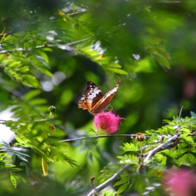 Unidentified Butterfly (Lepidoptera, Rhopalocera) at Cooktown, QLD - 27 Jul 2023 by MB