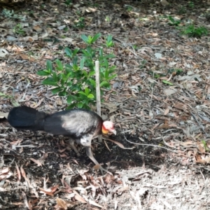 Alectura lathami at Cooktown, QLD - 28 Jul 2023