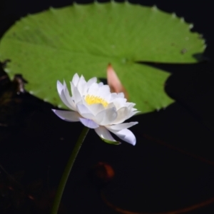 Nymphaea sp. at Cooktown, QLD - 27 Jul 2023 01:42 PM