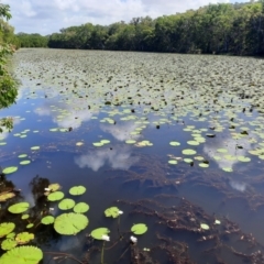 Nymphaea sp. at Cooktown, QLD - 27 Jul 2023 01:42 PM