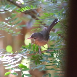 Colluricincla rufogaster at Cooktown, QLD - 29 Jul 2023 03:23 PM