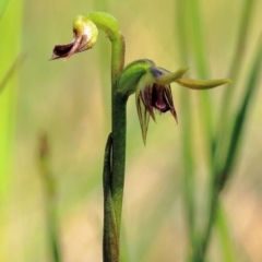 Corunastylis cornuta (Horned Midge Orchid) at Glenquarry - 12 Feb 2024 by Snowflake