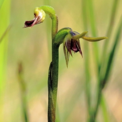 Corunastylis cornuta (Horned Midge Orchid) at Glenquarry - 12 Feb 2024 by Snowflake