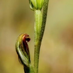 Speculantha furva (Swarthy Tiny Greenhood) at Wingecarribee Local Government Area - 12 Feb 2024 by Snowflake