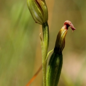 Speculantha furva at Wingecarribee Local Government Area - 12 Feb 2024