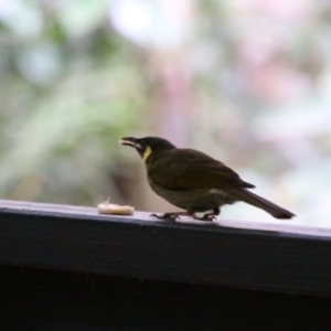 Meliphaga lewinii at Lake Eacham, QLD - 30 Jul 2023 04:55 PM