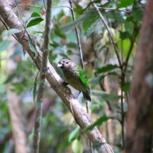 Ailuroedus maculosus at Lake Eacham, QLD - 30 Jul 2023