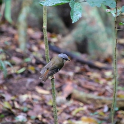 Heteromyias cinereifrons (Grey-headed Robin) at Crater Lakes National Park - 31 Jul 2023 by MB