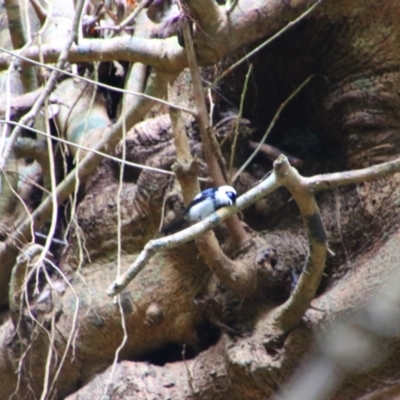 Arses kaupi (Pied Monarch) at Crater Lakes National Park - 31 Jul 2023 by MB