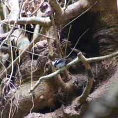 Arses kaupi at Crater Lakes National Park - 31 Jul 2023 10:00 AM