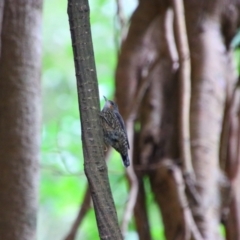 Cormobates leucophaea (White-throated Treecreeper) at Lake Eacham, QLD - 31 Jul 2023 by MB