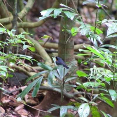 Symposiachrus trivirgatus (Spectacled Monarch) at Crater Lakes National Park - 31 Jul 2023 by MB