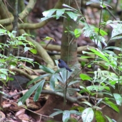 Symposiachrus trivirgatus (Spectacled Monarch) at Lake Eacham, QLD - 31 Jul 2023 by MB