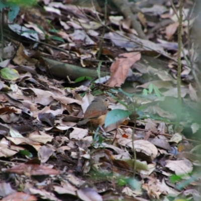 Colluricincla rufogaster (Rufous Shrikethrush) at Lake Eacham, QLD - 31 Jul 2023 by MB