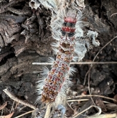 Lymantriinae (subfamily) (Unidentified tussock moths) at Mount Ainslie - 10 Feb 2024 by Pirom