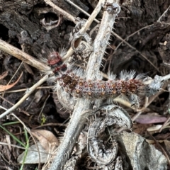 Lymantriinae (subfamily) at Mount Ainslie - 10 Feb 2024