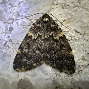 Halone sinuata at Reid, ACT - 6 Feb 2024