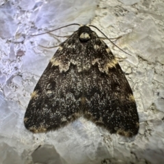 Halone sinuata (Rock Lichen Moth) at Reid, ACT - 6 Feb 2024 by Pirom