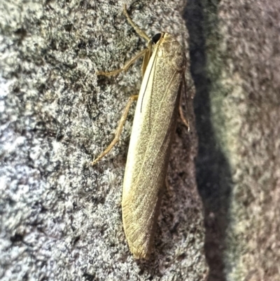 Scoliacma nana (Diminutive Footman) at Reid, ACT - 4 Feb 2024 by Pirom