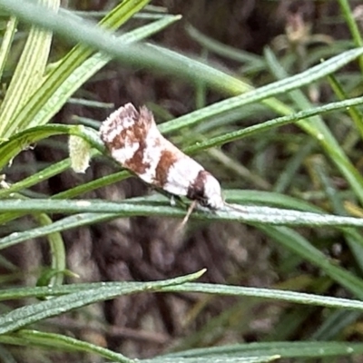 Isomoralla gephyrota (A Concealer moth) at Ainslie, ACT - 10 Feb 2024 by Pirom