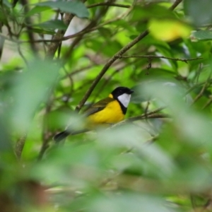 Pachycephala pectoralis at Crater Lakes National Park - 31 Jul 2023